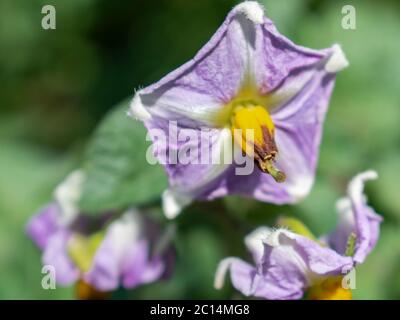 Nahaufnahme der rosa Kartoffelblume, Solanum tuberosum Stockfoto