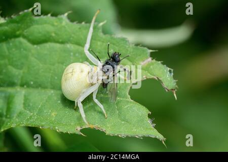 Weiße Spinne mit gefangener Fliege auf einem Blatt Stockfoto