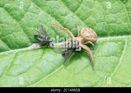 Braune Spinne mit gefangenen Fliegen auf einem Blatt Stockfoto