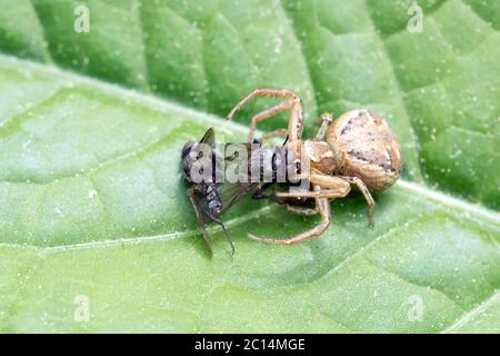 Braune Spinne mit gefangenen Fliegen auf einem Blatt Stockfoto