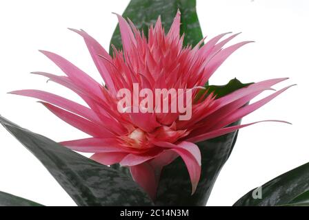 Aechmea fasciata, die silberne Vase oder Urnenpflanze, oder einfach Aechmea [Achmea] auf weißem Grund ist eine Art blühender Pflanze in der bromeliad famii Stockfoto