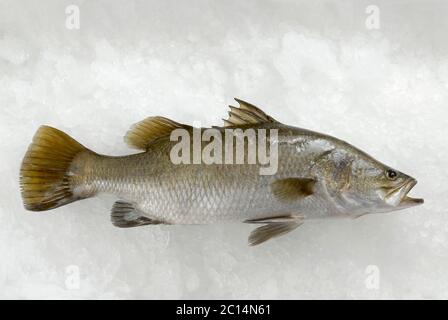 Frischer, ganz europäischer Meeresboden (Dicentrarchus labrax), auf Eis Stockfoto