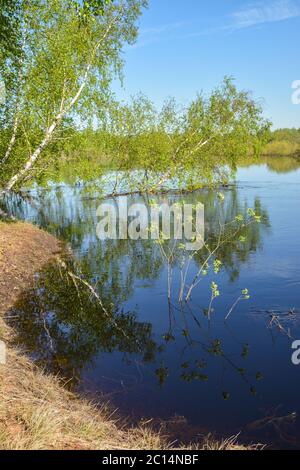 Frühling im Meschchersky Nationalpark in der Region Rjasan. Wasser kann Landschaft in Zentralrussland. Stockfoto