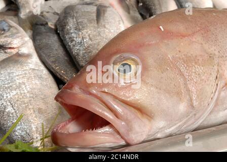 Frischer Düsentrouper (Epinephelus marginatus) auf Eis. Nahaufnahme des Kopfes Stockfoto