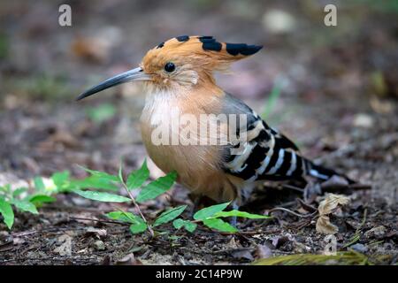 Ein endemischer Madagaskar-Wiedehopf-Vogel, mit einem bunten Gefieder Stockfoto