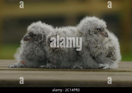 Kington, Herefordshire, Großbritannien. Juni 2020. Drei seltene Europäische Scops Eulen wurden in Gefangenschaft im Small Breeds Farm Park und Owl Center in Kington, Herefordshire gezüchtet. Die drei zwei Wochen alten Eulenkinder werden angenommen, dass sie die einzigen in England gezüchteten in diesem Jahr sind. Der Park ist derzeit für Besucher geschlossen. Kredit: Andrew Compton/Alamy Live Nachrichten Stockfoto