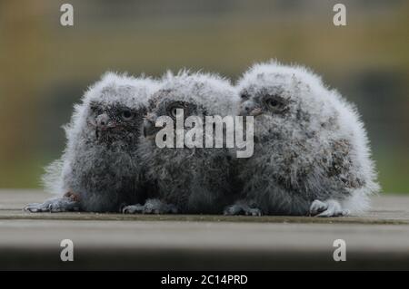 Kington, Herefordshire, Großbritannien. Juni 2020. Drei seltene Europäische Scops Eulen wurden in Gefangenschaft im Small Breeds Farm Park und Owl Center in Kington, Herefordshire gezüchtet. Die drei zwei Wochen alten Eulenkinder werden angenommen, dass sie die einzigen in England gezüchteten in diesem Jahr sind. Der Park ist derzeit für Besucher geschlossen. Kredit: Andrew Compton/Alamy Live Nachrichten Stockfoto