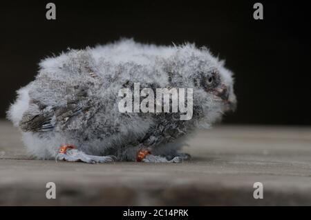 Kington, Herefordshire, Großbritannien. Juni 2020. Drei seltene Europäische Scops Eulen wurden in Gefangenschaft im Small Breeds Farm Park und Owl Center in Kington, Herefordshire gezüchtet. Die drei zwei Wochen alten Eulenkinder werden angenommen, dass sie die einzigen in England gezüchteten in diesem Jahr sind. Der Park ist derzeit für Besucher geschlossen. Kredit: Andrew Compton/Alamy Live Nachrichten Stockfoto