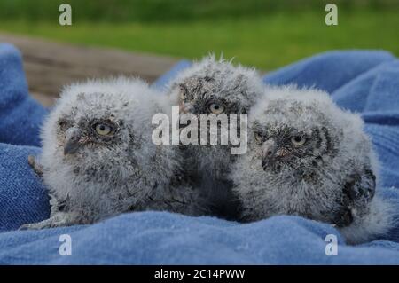 Kington, Herefordshire, Großbritannien. Juni 2020. Drei seltene Europäische Scops Eulen wurden in Gefangenschaft im Small Breeds Farm Park und Owl Center in Kington, Herefordshire gezüchtet. Die drei zwei Wochen alten Eulenkinder werden angenommen, dass sie die einzigen in England gezüchteten in diesem Jahr sind. Der Park ist derzeit für Besucher geschlossen. Kredit: Andrew Compton/Alamy Live Nachrichten Stockfoto