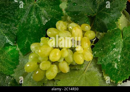 Feuchten Sie Trauben mit Wassertropfen auf einem Hintergrund von nahem Blätter Stockfoto