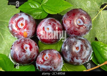 Draufsicht auf mehrere lila Pflaumen Nahaufnahme in Wasser zum Waschen. Stockfoto