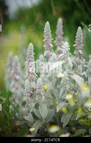 Stachys byzantina 'Silver Carpet' Lamb's Ohrenblüten Stockfoto