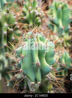 Cereus Hildmannianus Sukkulente Pflanze. Details und selektiver Fokus Stockfoto