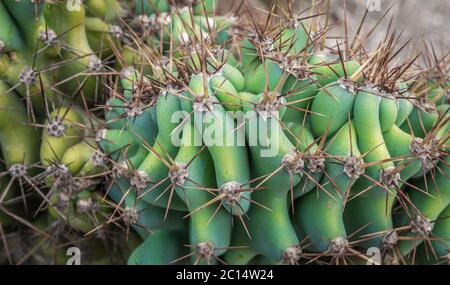 Cereus Hildmannianus Sukkulente Pflanze. Details und selektiver Fokus Stockfoto