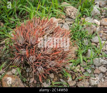 Haworthia fasciata Pflanze: Ist eine niedrig wachsende stark saugende Sukkulente, die überfüllte Cluster bildet Stockfoto