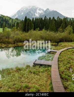 Schöne Landschaft der Natur am See Zelenci im Frühling, Granjska Gora, Slowenien. Baumwipfel wurden von nebligen Hintergrund erhöht. Lebendige Wirkung. Natürlich Stockfoto