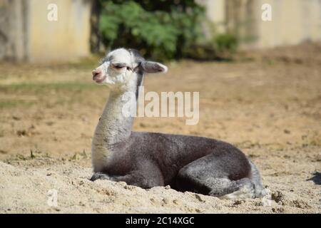 Baby Lama Alpaca Liegend Stockfoto