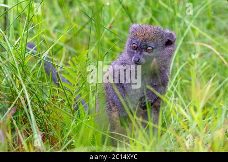 Ein Bambuslemur zwischen dem hohen Gras sieht neugierig aus Stockfoto