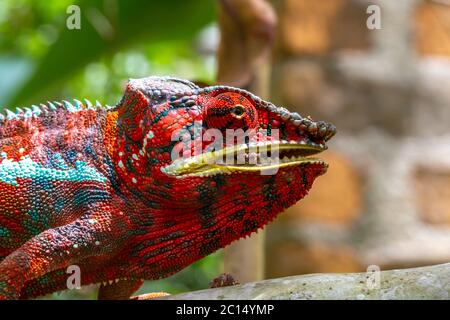 Ein buntes Chamäleon auf einer Zweigstelle in einem Nationalpark auf der Insel Madagaskar Stockfoto