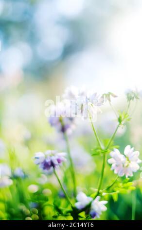 Schöne lila Blumen auf einer Wiese Nahaufnahme Stockfoto