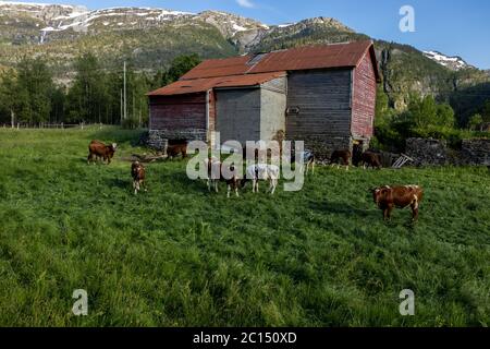 Viehweide vor einem alten Bauernhaus in Norwegen Stockfoto