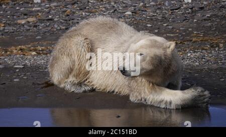 Eisbär liegt am Strand Stockfoto