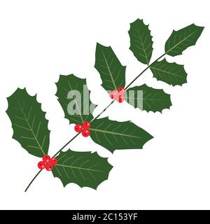 Holly Zweig mit roten Beeren Stock Vektor
