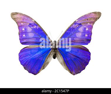Farbe Schmetterling auf weißem Hintergrund isoliert Stockfoto