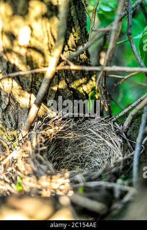 Schließen Sie leere Vögel Nest im Baum Stockfoto