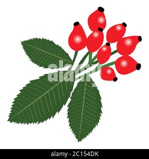 Hagebutten Bouquet mit Blättern und Beeren. Perfekt für Print oder Web. Es kann ein Design-Element für Weihnachten oder botanische Gestaltung sein. Stock Vektor