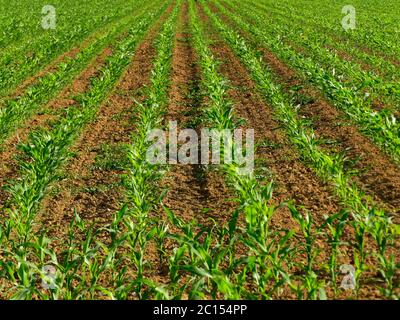 Mais-Feld mit Jungpflanzen Stockfoto