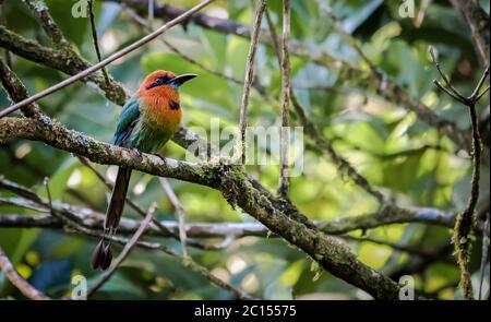 Breites Motmot in Costa Rica Stockfoto
