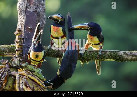 Gruppe von Colmared Aracaris auf einer Zweigstelle in Costa Rica Stockfoto