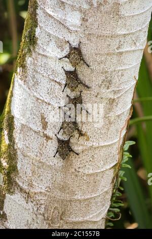 Gruppe von langnasigen Fledermäusen auf einem Baumstamm in Costa Rica Stockfoto