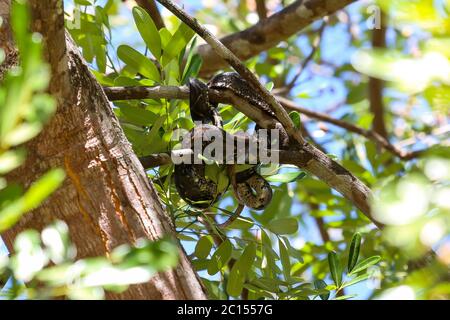 Boa Constrictor hängen in einem Baum Stockfoto