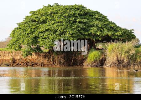 Feigenbaum am Flussufer mit Neuwahlen, Tarcoles Fluss in Costa Rica Stockfoto