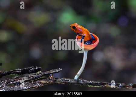 Blaue Jeans Dart Frosch in Costa Rica sitzt in einem Pilz Kappe Stockfoto