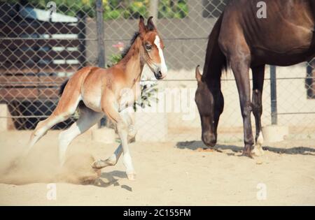 Marwari Kastanien Colt im Fahrerlager laufen. Indien Stockfoto