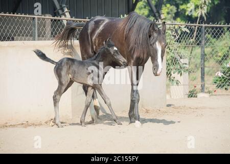 Marwari schwarz Colt mit Mama im Fahrerlager. Indien Stockfoto