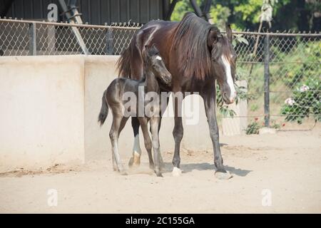 Marwari schwarz Colt mit Mama im Fahrerlager. Indien Stockfoto