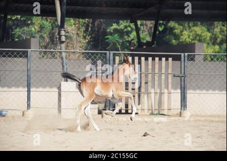 Marwari Kastanien Colt laufen im Fahrerlager. Indien Stockfoto