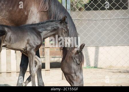 Marwari schwarz Colt mit Mama im Fahrerlager. Indien Stockfoto