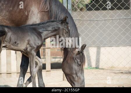 Marwari schwarz Colt mit Mama im Fahrerlager. Indien Stockfoto