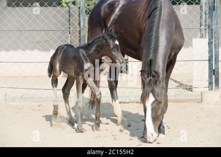 Marwari schwarz Colt mit Mama im Fahrerlager. Indien Stockfoto