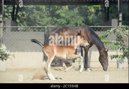 Marwari Kastanien Colt laufen im Fahrerlager. Indien Stockfoto