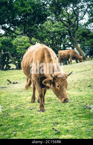 Kühe in der Landschaft im Hochland Ribeira da Janela auf der Insel Madeira im Atlantischen Ozean von Portugal. Portugal, Madeira, Paul da Serra Stockfoto