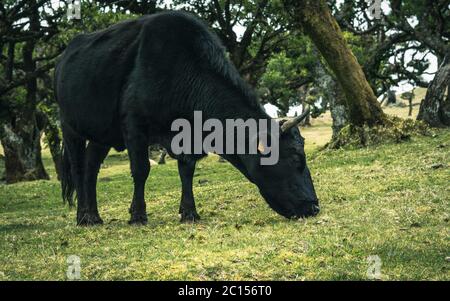 Kühe in der Landschaft im Hochland Ribeira da Janela auf der Insel Madeira im Atlantischen Ozean von Portugal. Portugal, Madeira, Paul da Serra Stockfoto