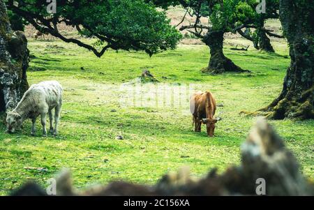 Kühe in der Landschaft im Hochland Ribeira da Janela auf der Insel Madeira im Atlantischen Ozean von Portugal. Portugal, Madeira, Paul da Serra Stockfoto