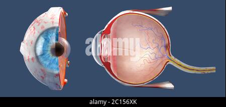 3D-Darstellung eines Querschnitts des menschlichen Auges in einer Seitenansicht und einer Frontalansicht Stockfoto
