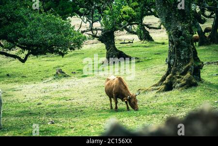 Kühe in der Landschaft im Hochland Ribeira da Janela auf der Insel Madeira im Atlantischen Ozean von Portugal. Portugal, Madeira, Paul da Serra Stockfoto